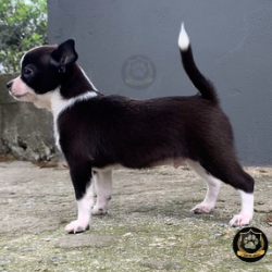 Macho de Chihuahua 75 dias Pedigree CBKC