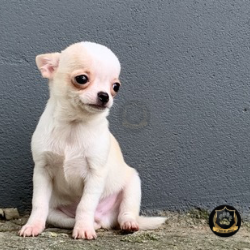 Macho de Chihuahua 75 dias Pedigree CBKC